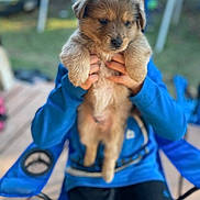 Bear joined the competition — help win amazing prizes! adorable, animal, blue_hoodie, blurred_background, casual_clothing, chair, cute, dog, fur, fuzzy, hands, holding, outdoor, person, pet, puppy, seated, small, wooden_deck, young
