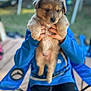 adorable, animal, blue_hoodie, blurred_background, casual_clothing, chair, cute, dog, fur, fuzzy, hands, holding, outdoor, person, pet, puppy, seated, small, wooden_deck, young