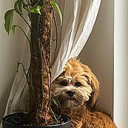 Henry joined the competition — help win amazing prizes! dog, plant, potted_plant, curtains, window, indoor, cozy, fluffy, golden, pet, fur, leaf, pot, brown, white, shy, curious, sitting, natural_light, home