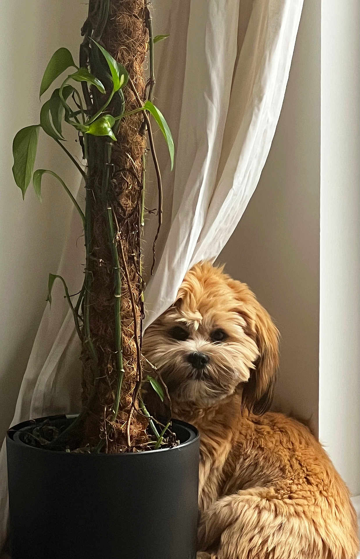 Henry joined the competition — help win amazing prizes! dog, plant, potted_plant, curtains, window, indoor, cozy, fluffy, golden, pet, fur, leaf, pot, brown, white, shy, curious, sitting, natural_light, home
