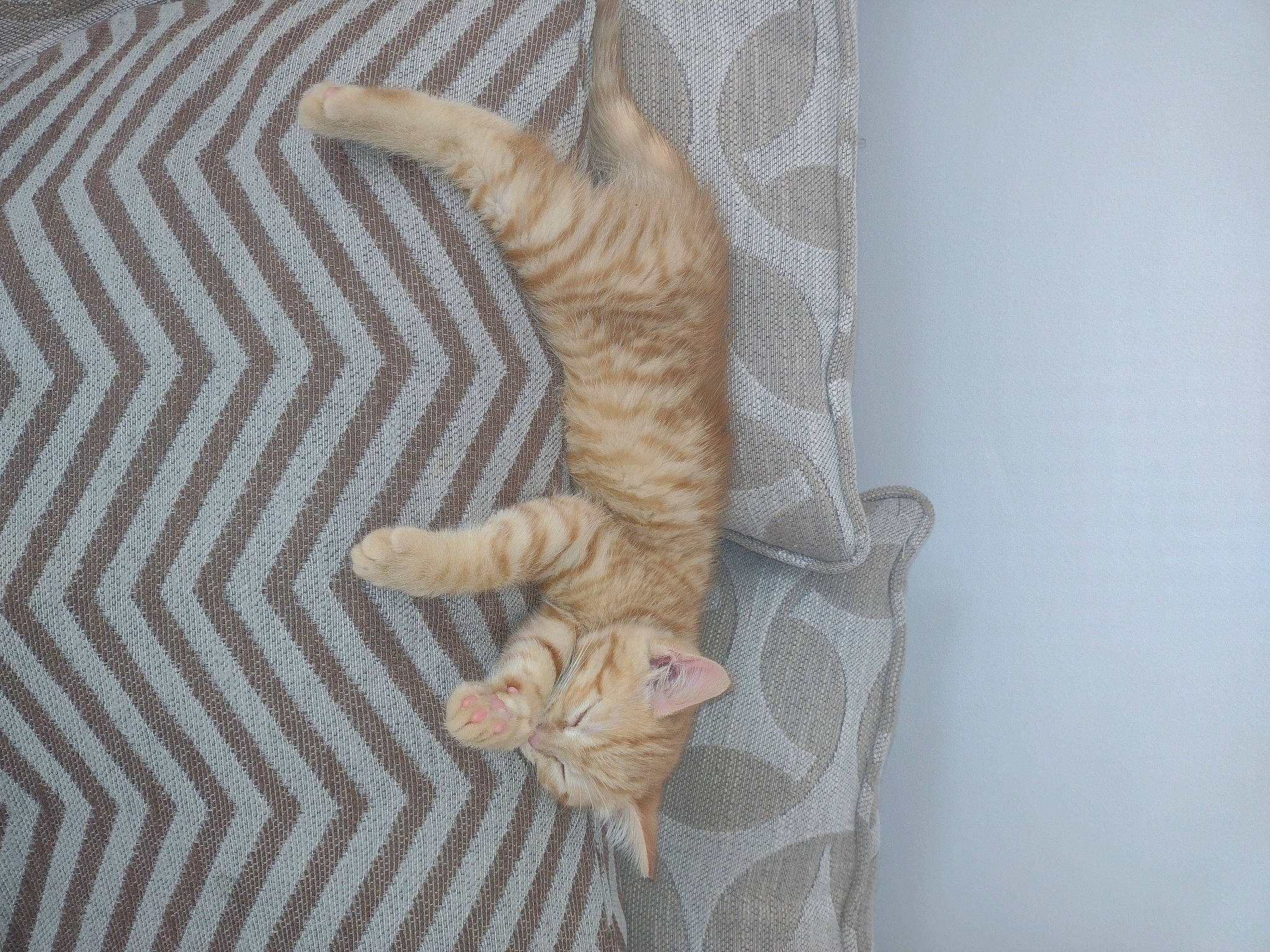 Georgia joined the competition — help win amazing prizes! carnivore, cat, chair, comfort, domestic_short_haired_cat, fawn, felidae, flooring, foot, fur, hardwood, human_leg, linens, pattern, small_to_medium_sized_cats, tail, terrestrial_animal, whiskers, wood, wool