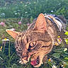 cat, tabby_cat, grass, flowers, daisies, outdoor, nature, sunlight, greenery, animal, pet, closeup, muzzle, whiskers, ears, collar, meadow, spring, daylight, curious