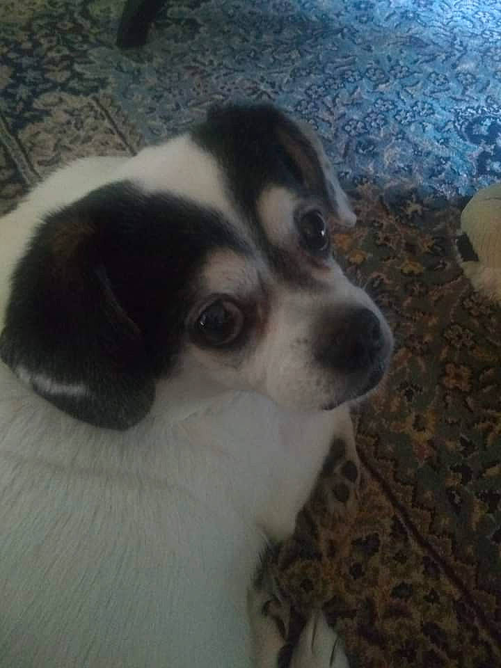 Snoopy Aka Mr. Whipple