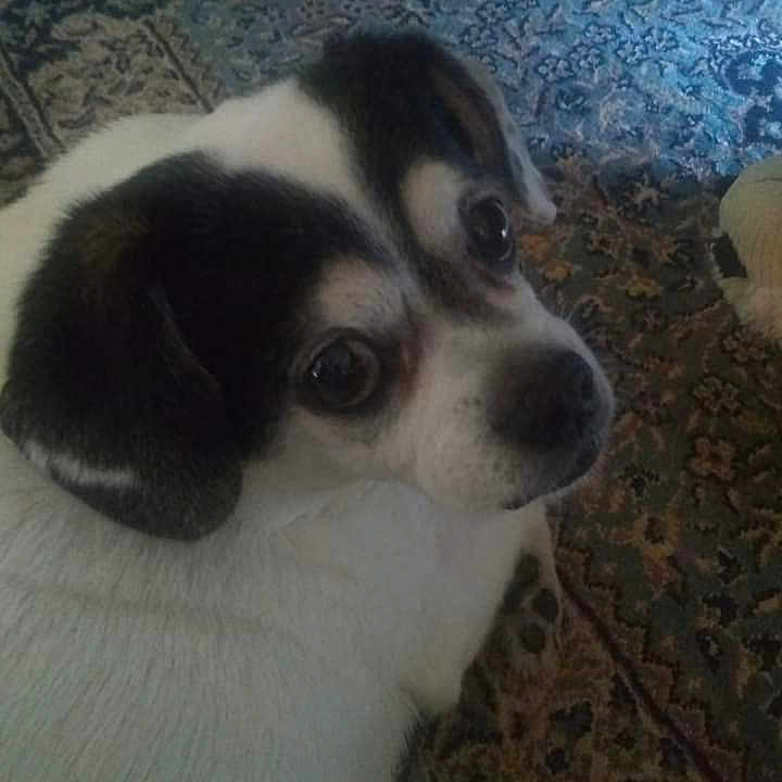 Snoopy Aka Mr. Whipple