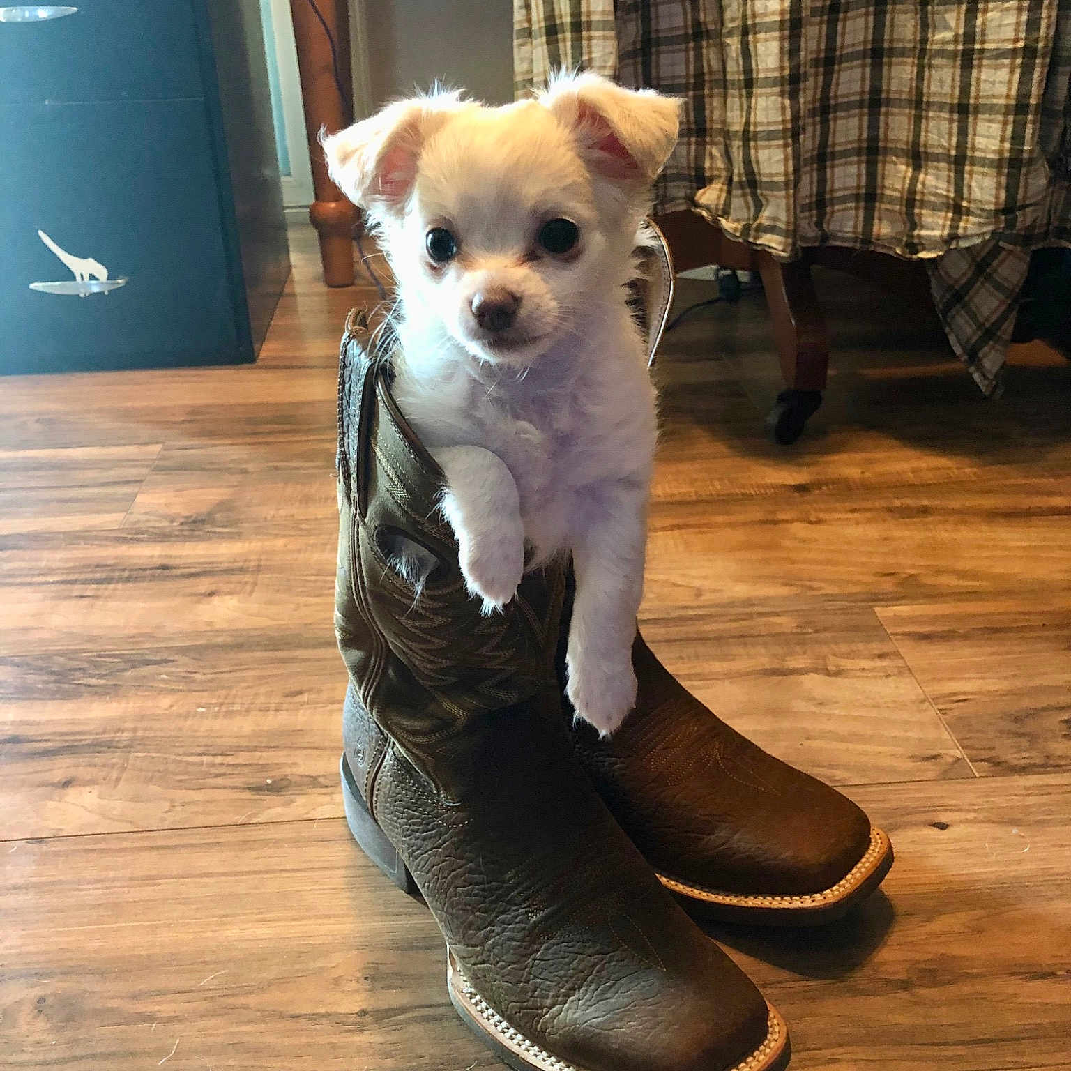 Minnie Pearl joined the competition — help win amazing prizes! black, canidae, carnivore, companion_dog, dog, dog_breed, dog_supply, fawn, felidae, flooring, foot, fur, hardwood, snout, sporting_group, tail, toy_dog, whiskers, wood, working_animal