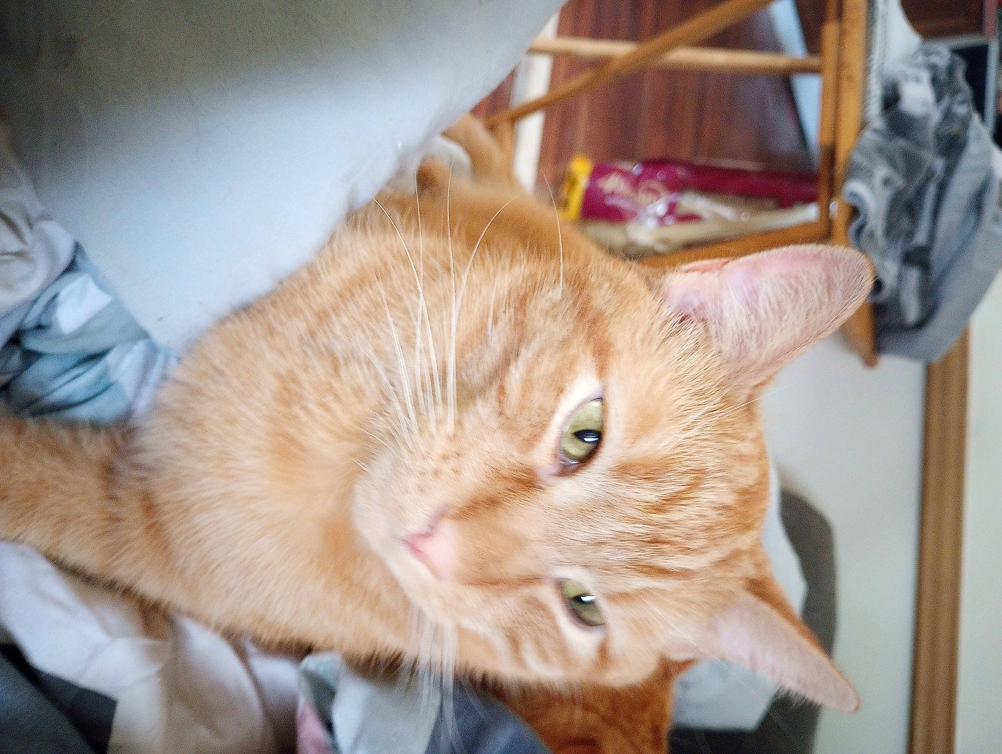 Toby joined the competition — help win amazing prizes! carnivore, cat, claw, comfort, domestic_short_haired_cat, ear, fawn, felidae, fur, paw, small_to_medium_sized_cats, snout, tail, whiskers, window, wood