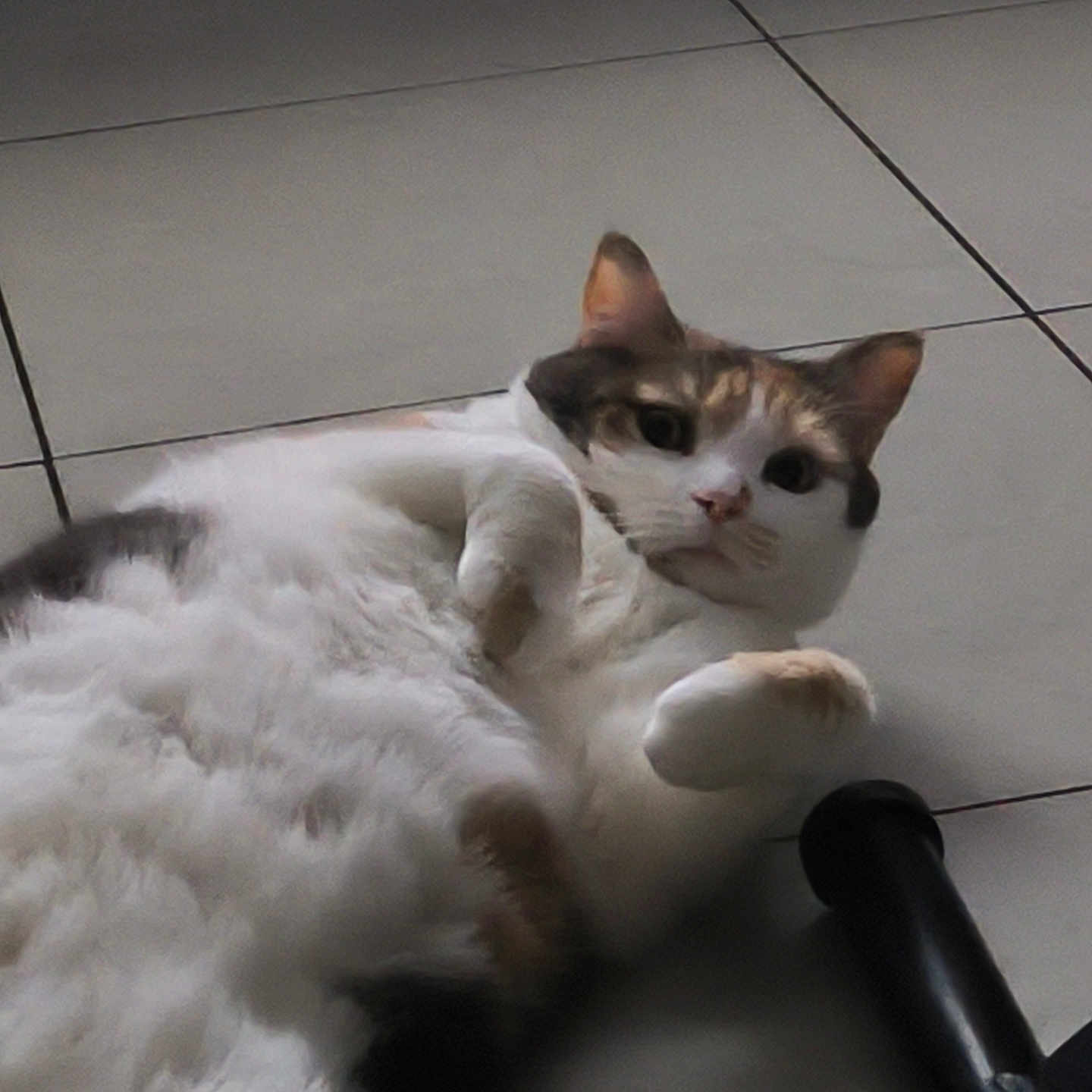Bella a rejoint le concours — aidez-le/la à gagner de superbes lots ! animal, black, brown, cat, closeup, curious, cute, domestic, floor, fluffy, furniture, indoor, laying, leg, mammal, paw, pet, relaxed, tile, white