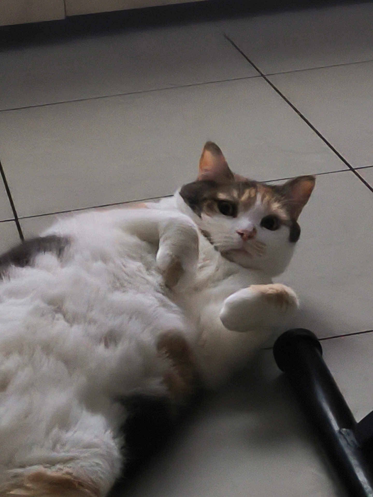 Bella
