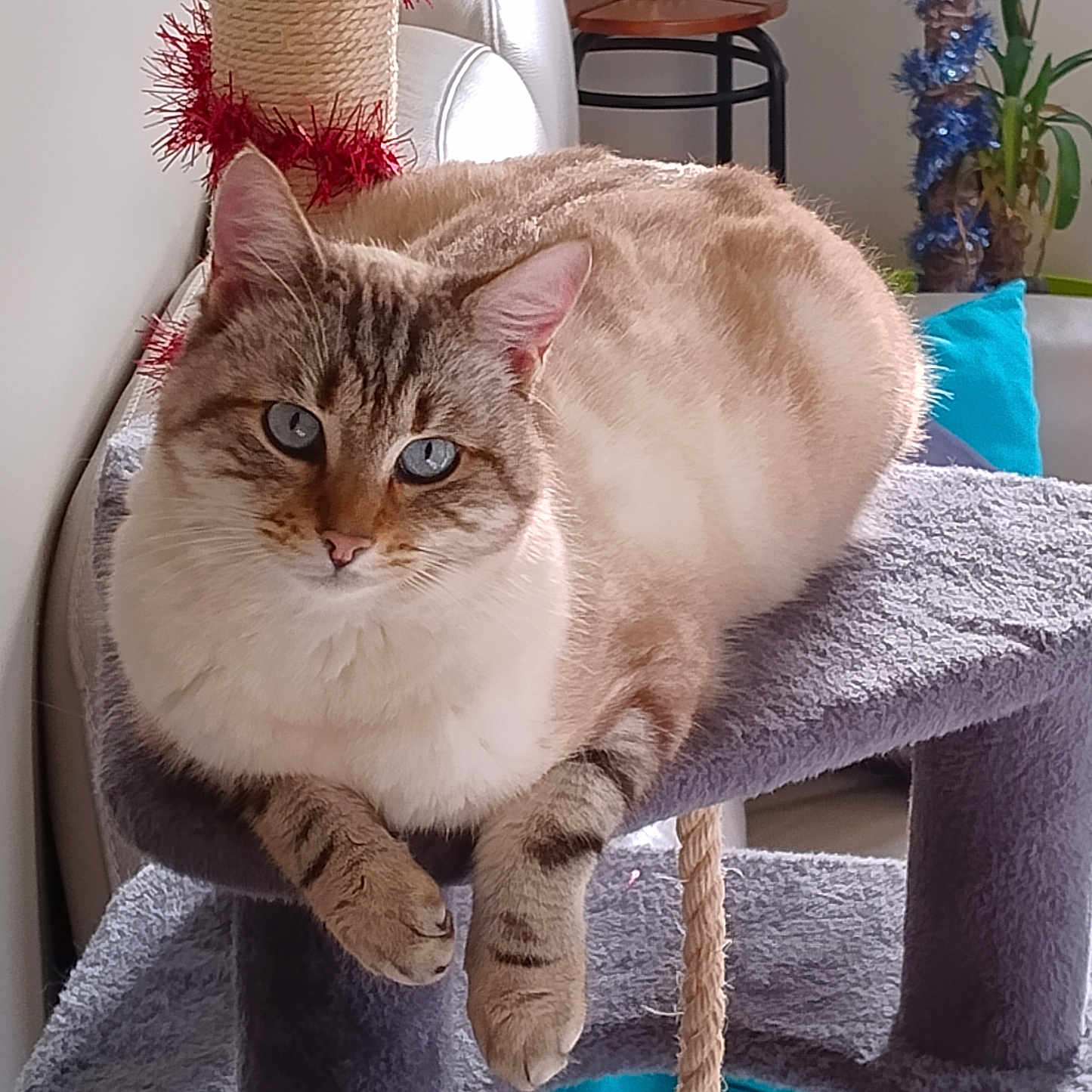 Chupa participe au concours pour gagner de l'argent avec cette photo : animal, blue_eyes, cat, cat_tree, cozy, cute, decor, feline, furniture, home, indoor, living_room, paw, pet, plush, relaxed, resting, scratching_post, tabby, whiskers