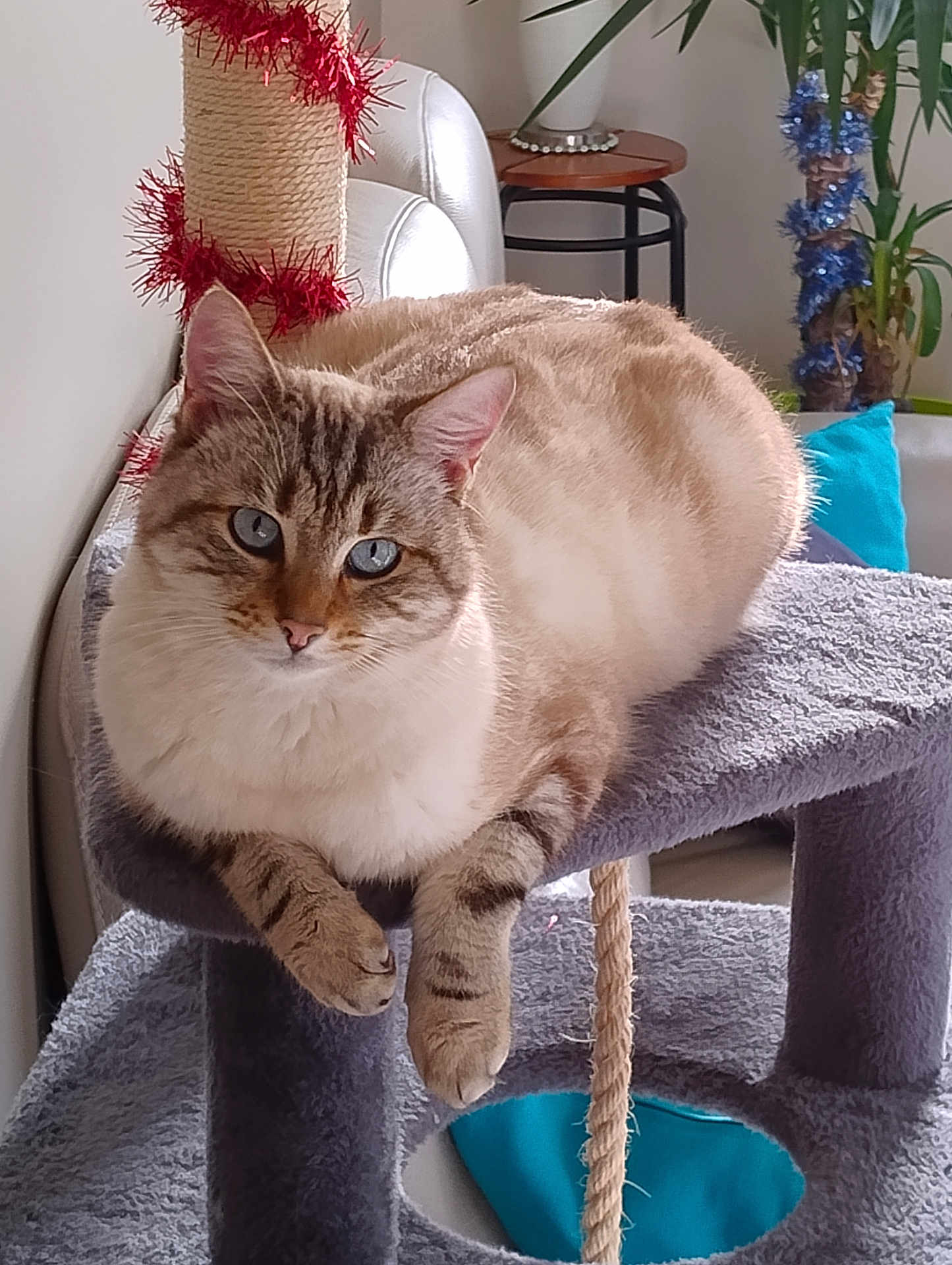 Chupa