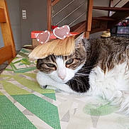 Saga participe au concours pour gagner de l'argent avec cette photo : cat, table, tablecloth, indoor, fur, animal, pet, wig, sunglasses, heart_shaped, relaxed, pattern, furniture, wood, stairs, home, cute, funny, resting, domestic