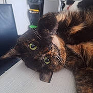 Athéna participe au concours pour gagner de l'argent avec cette photo : cat, tortoiseshell_cat, pet, feline, closeup, green_eyes, whiskers, fur, laying_down, indoor, household, texture, curious, animal, mammal, portrait, resting, face, tabby, cute