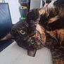 cat, tortoiseshell_cat, pet, feline, closeup, green_eyes, whiskers, fur, laying_down, indoor, household, texture, curious, animal, mammal, portrait, resting, face, tabby, cute
