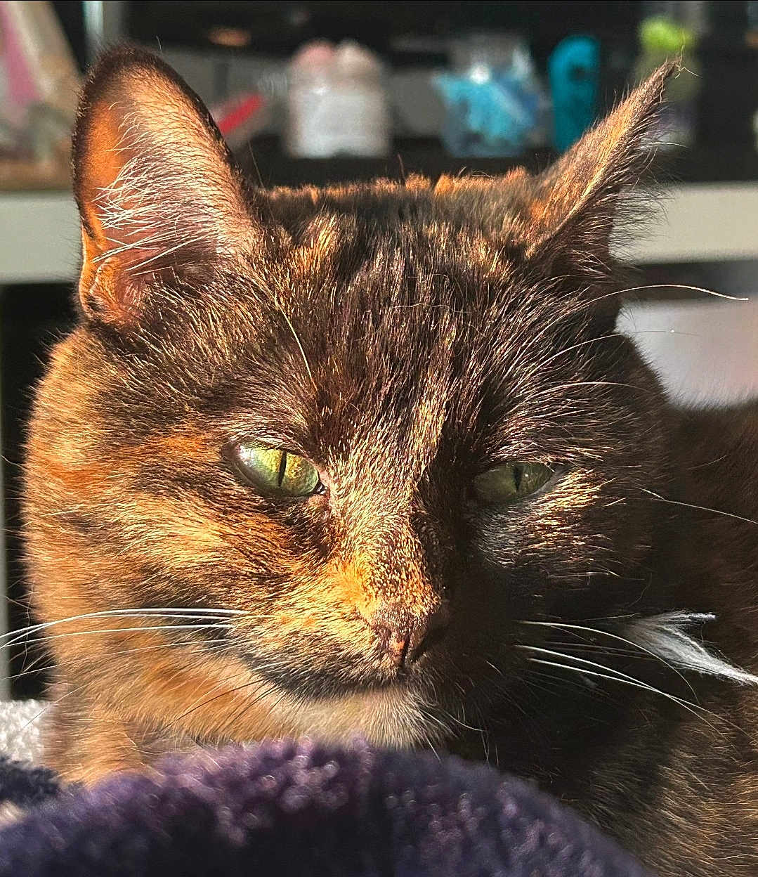 Athéna a rejoint le concours — aidez-le/la à gagner de superbes lots ! cat, tortoiseshell, close_up, green_eyes, fur, whiskers, sunlight, indoor, pet, animal, domestic_cat, portrait, relaxed, feline, face, ears, sleepy, soft_light, warm_colors, blurred_background