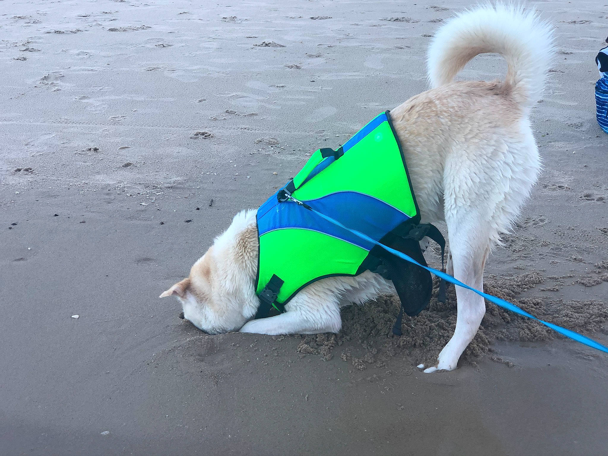 Rome is registered to the contest to win money with this photo: akita, akita_inu, canidae, carnivore, companion_dog, dog, dog_breed, dog_clothes, dog_supply, greenland_dog, leash, non_sporting_group, norwegian_buhund, pet_supply, pug, spitz, sporting_group, tail