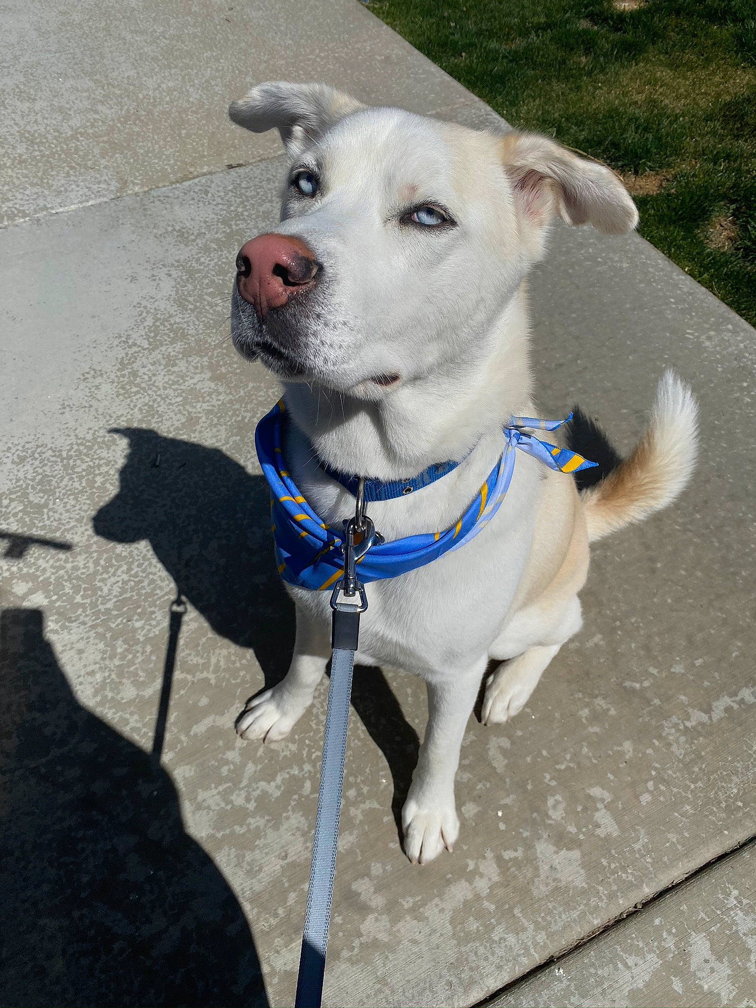 Rome joined the competition — help win amazing prizes! adventure, canidae, carnivore, collar, companion_dog, dog, dog_breed, dog_collar, fawn, leash, mammal, non_sporting_group, pit_bull, puppy, rare_breed_dog, snout, sporting_group, vertebrate