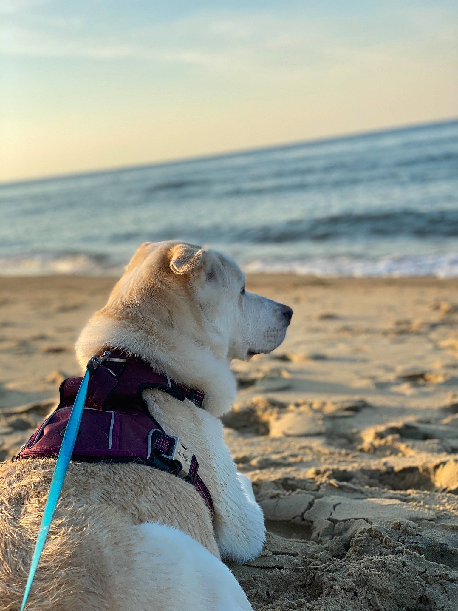 Rome joined the competition — help win amazing prizes! beach, canidae, carnivore, coast, dog, dog_breed, greenland_dog, leash, mammal, northern_inuit_dog, ocean, sand, sea, sporting_group, vacation