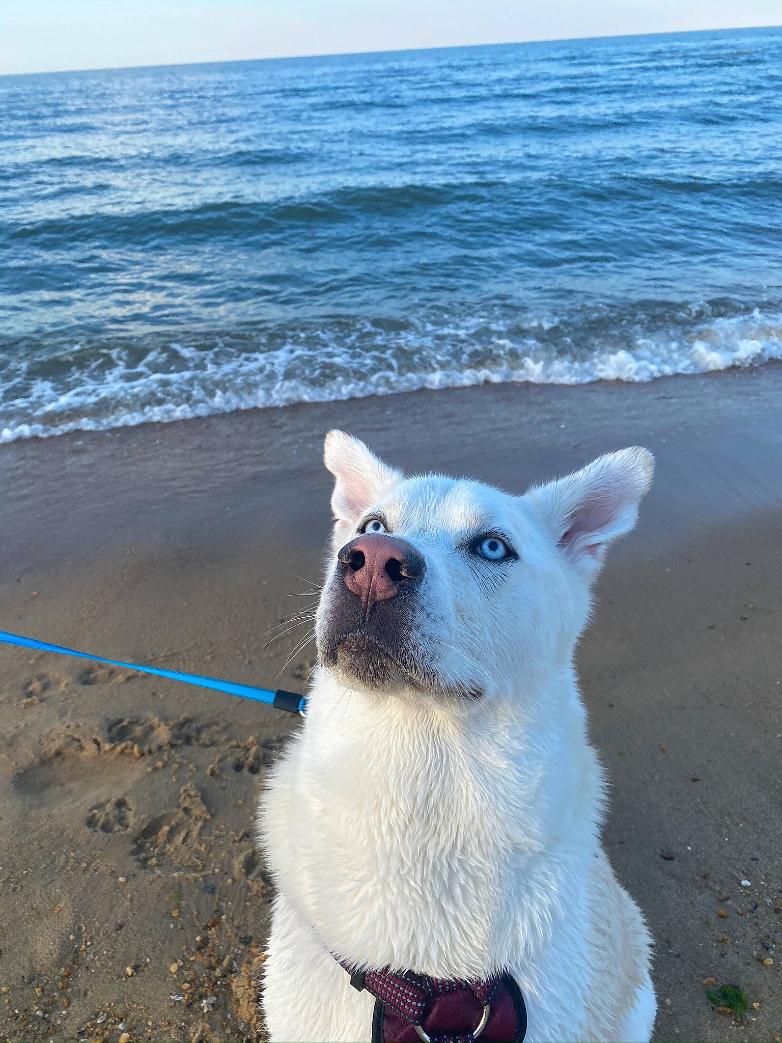 Rome is registered to the contest to win money with this photo: akita_inu, berger_blanc_suisse, canaan_dog, canidae, carnivore, dog, dog_breed, greenland_dog, kintamani, kishu, korean_jindo_dog, mammal, non_sporting_group, northern_inuit_dog, norwegian_buhund, ocean, pungsan_dog, siberian_husky, vertebrate, white_shepherd