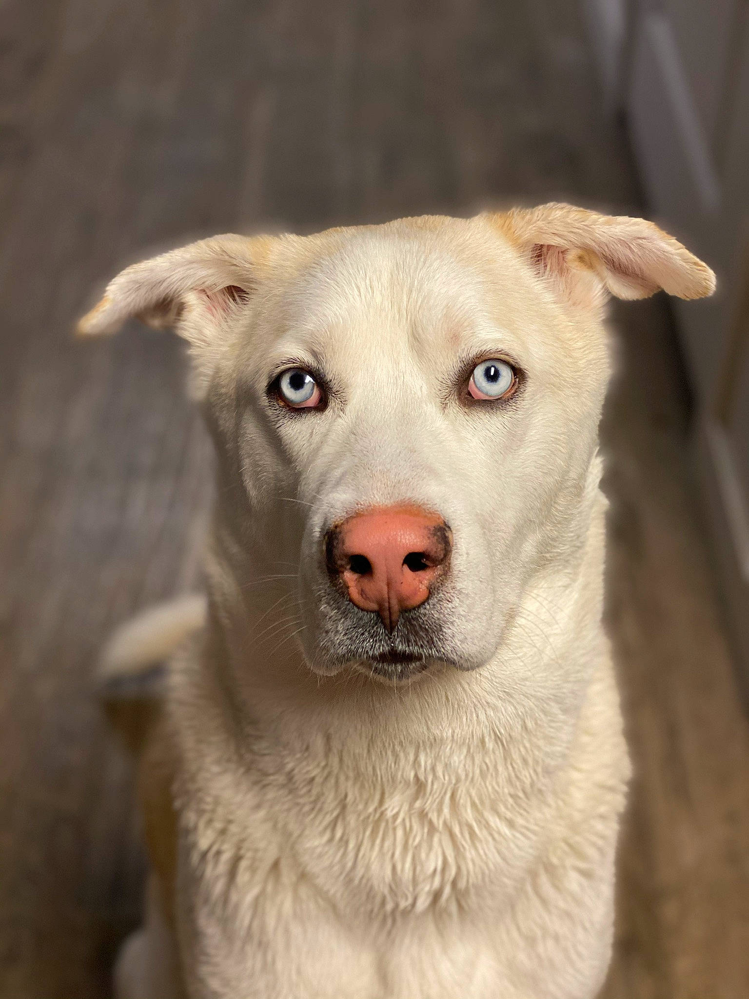 Rome is registered to the contest to win money with this photo: aspin, canidae, carnivore, companion_dog, dog, dog_breed, fawn, korean_jindo_dog, labrador_husky, labrador_retriever, mammal, nose, potcake_dog, rare_breed_dog, retriever, snout, sporting_group, street_dog, vertebrate, whiskers