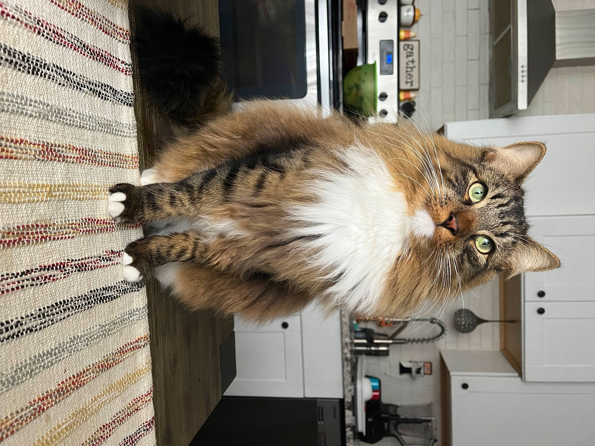 Goose joined the competition — help win amazing prizes! cabinetry, carnivore, cat, claw, domestic_short_haired_cat, fawn, felidae, flowerpot, fur, paw, small_to_medium_sized_cats, tail, vehicle, whiskers, window, wood