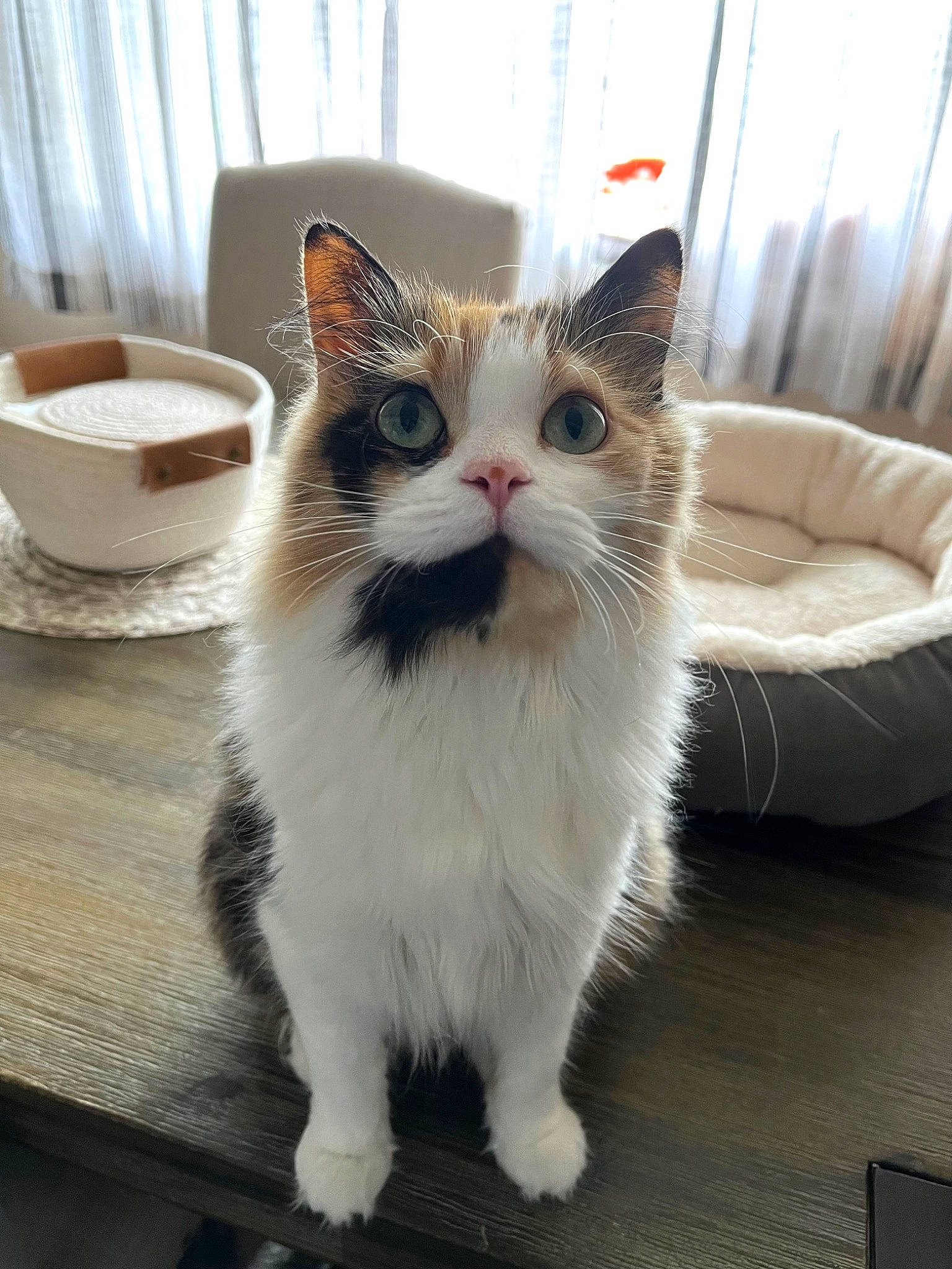 Junie is registered to the contest to win money with this photo: carnivore, cat, comfort, couch, cup, curtain, dishware, domestic_short_haired_cat, drinkware, felidae, flooring, foot, fur, paw, serveware, small_to_medium_sized_cats, tableware, tail, whiskers, window