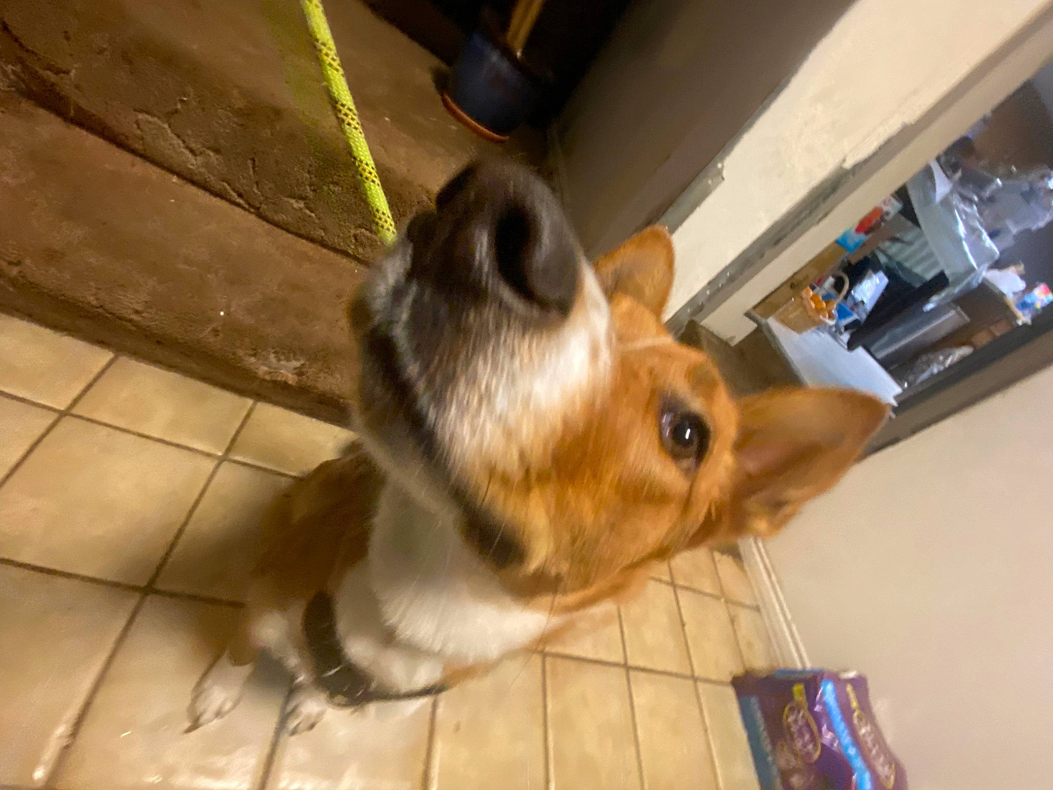 Peaches is registered to the contest to win money with this photo: canidae, carnivore, companion_dog, dog, dog_breed, ear, fawn, flooring, fur, hardwood, herding_dog, liver, paw, sporting_group, tail, whiskers, wood, working_animal