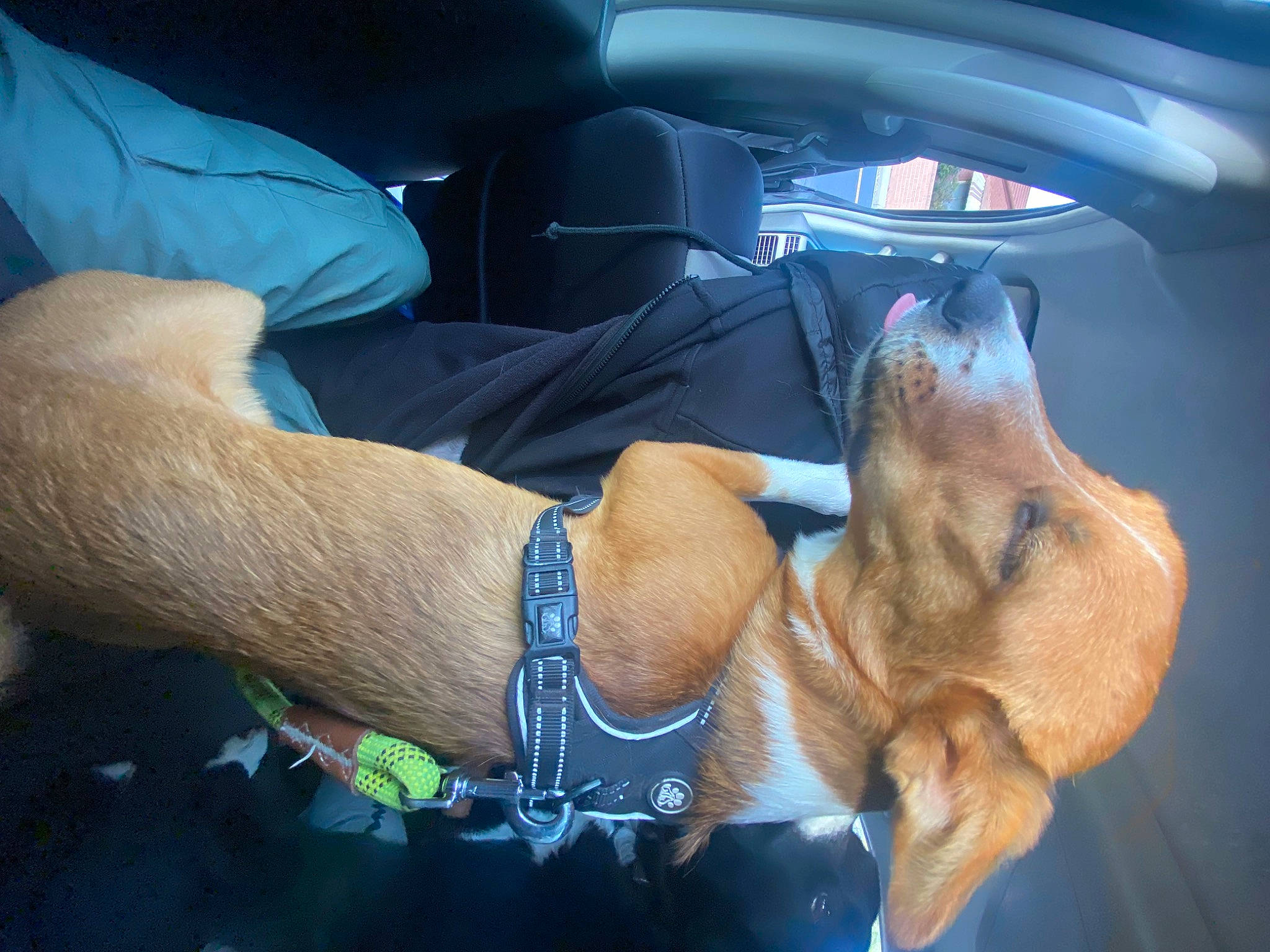 Peaches joined the competition — help win amazing prizes! automotive_exterior, car, car_seat, carnivore, comfort, companion_dog, dog, dog_breed, fawn, finger, gesture, head_restraint, personal_luxury_car, snout, sporting_group, vehicle, vehicle_door, window, windshield, wrist