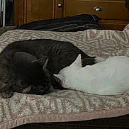 Rafiki joined the competition — help win amazing prizes! animal, bed, blanket, cat, companion, cozy, cute, domestic_animal, feline, fur, home, indoor, nap, peaceful, pet, quiet, relaxation, resting, sleeping, two_cats