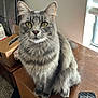Rafiki is registered to the contest to win money with this photo: blinds, box, cat, closeup, domestic_animal, feline, fur, gray_cat, household, indoor, looking, natural_light, pet, picture_frame, sitting, tabby, whiskers, window, wooden_surface, yellow_eyes