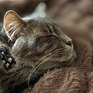 Rafiki is registered to the contest to win money with this photo: cat, tabby, sleeping, close_up, whiskers, furry, pet, domestic_animal, relaxed, cozy, fur, animal, mammal, cute, resting, indoor, soft, blanket, nap, peaceful