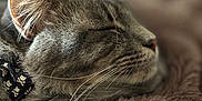 Rafiki is registered to the contest to win money with this photo: animal, blanket, cat, close_up, cozy, cute, domestic_animal, fur, furry, indoor, mammal, nap, peaceful, pet, relaxed, resting, sleeping, soft, tabby, whiskers