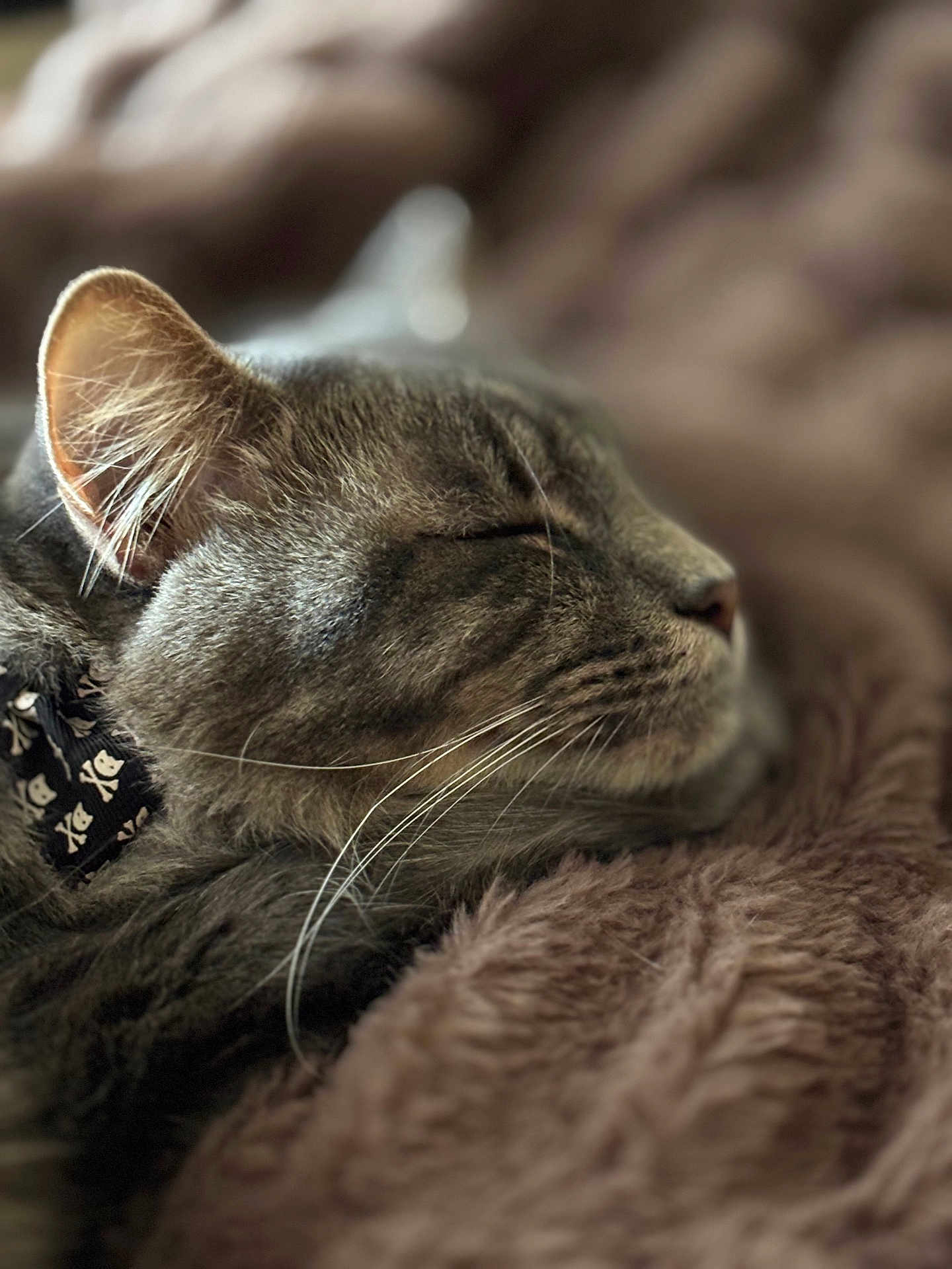 Rafiki is registered to the contest to win money with this photo: cat, tabby, sleeping, close_up, whiskers, furry, pet, domestic_animal, relaxed, cozy, fur, animal, mammal, cute, resting, indoor, soft, blanket, nap, peaceful