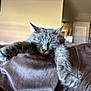 Rafiki is registered to the contest to win money with this photo: animal, blanket, cat, closeup, comfort, cozy, cute, feline, fur, gray_cat, home, indoor, mammal, napping, paws, pet, relaxation, rest, sleeping, soft