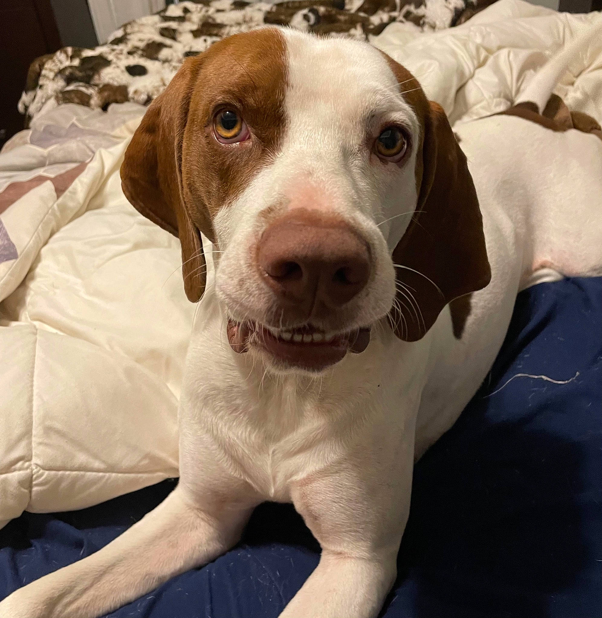 Copper joined the competition — help win amazing prizes! canidae, carnivore, circle, comfort, companion_dog, dog, dog_breed, ear, fawn, fur, hunting_dog, linens, liver, non_sporting_group, puppy, snout, sporting_group, whiskers, working_animal