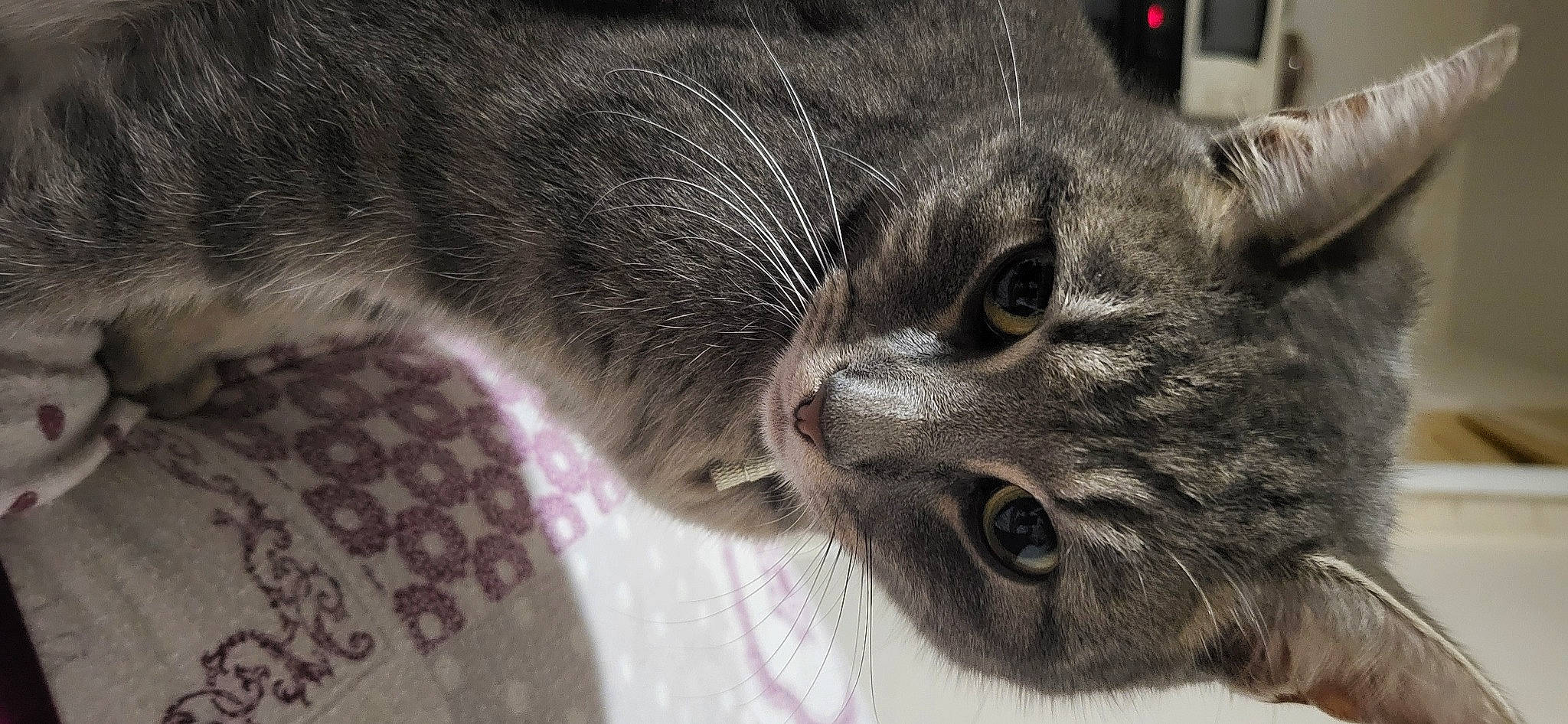 Timi participe au concours pour gagner de l'argent avec cette photo : carnivore, cat, claw, close_up, domestic_short_haired_cat, ear, felidae, fur, grey, paw, small_to_medium_sized_cats, snout, terrestrial_animal, whiskers