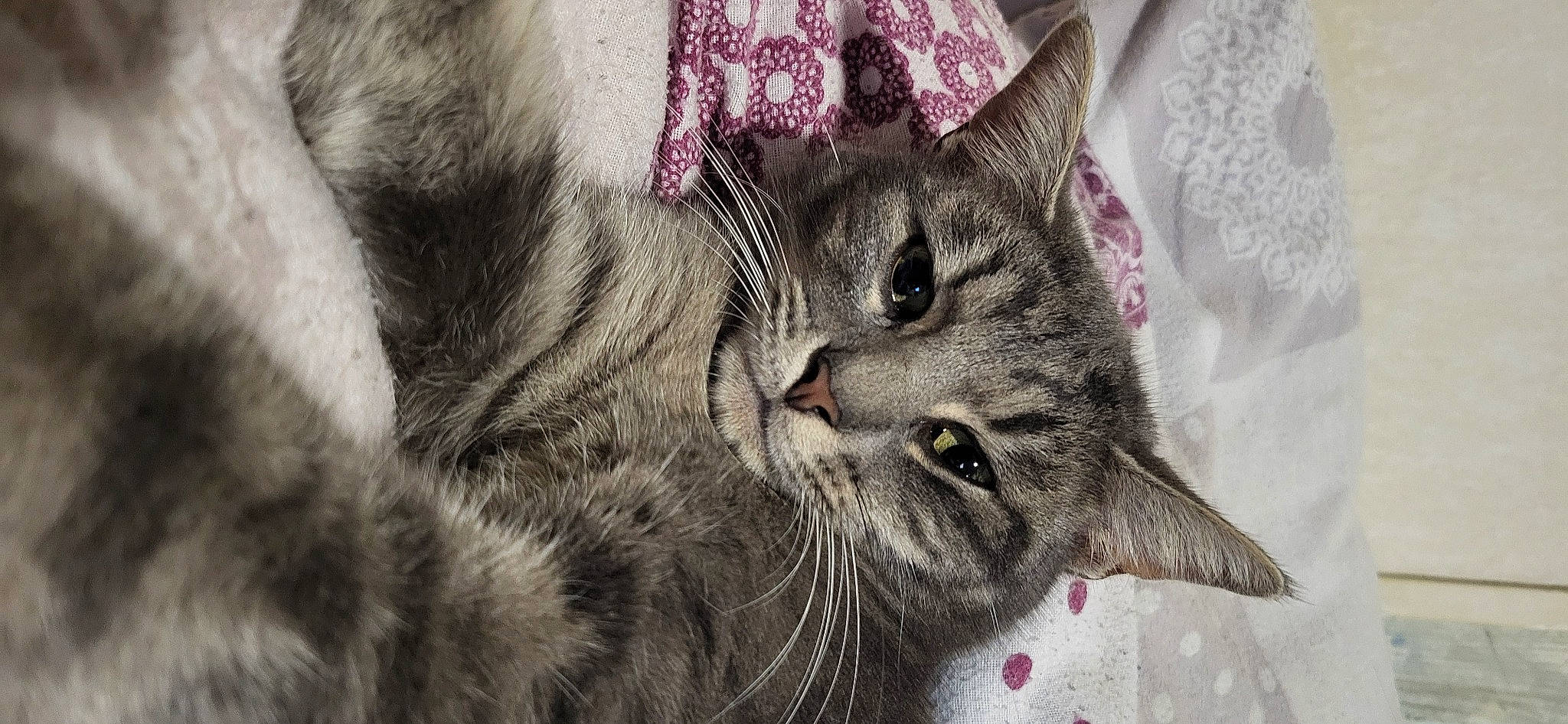 Timi participe au concours pour gagner de l'argent avec cette photo : carnivore, cat, claw, domestic_short_haired_cat, felidae, fur, grey, pattern, paw, plant, small_to_medium_sized_cats, terrestrial_animal, tree, whiskers, window