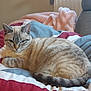 Milky participe au concours pour gagner de l'argent avec cette photo : abyssinian, animal, bed, bedroom, blanket, cat, chair, couch, cushion, furniture, homedecor, indoors, kitten, manx, person, pet, quilt, room, siamese, sleeping