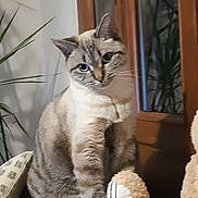Milky a rejoint le concours — aidez-le/la à gagner de superbes lots ! animal, blue_eyes, cat, cozy, curious, cushion, domestic, feline, fur, home, indoor, pet, plant, plush_toy, reflection, sitting, striped, whiskers, window, wooden_door