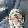 dog, pet, car_seat, happy, fluffy, animal, cute, indoor, seatbelt, collar, toy, smiling, fur, small_dog, companion, domestic_animal, looking_up, car_interior, seat, leash