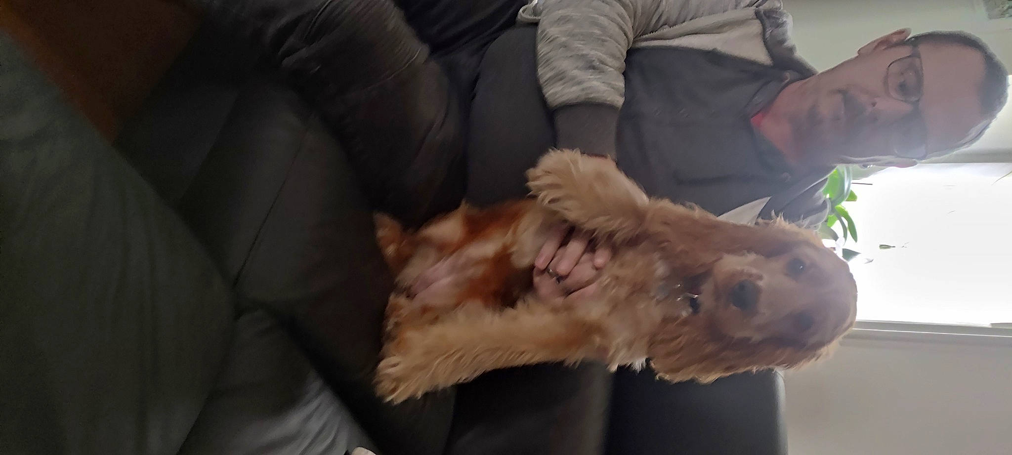 Toupie a rejoint le concours — aidez-le/la à gagner de superbes lots ! comfort, companion_dog, dog_breed, fawn, feather, felidae, fur, plant, small_to_medium_sized_cats, tail, terrestrial_animal, whiskers