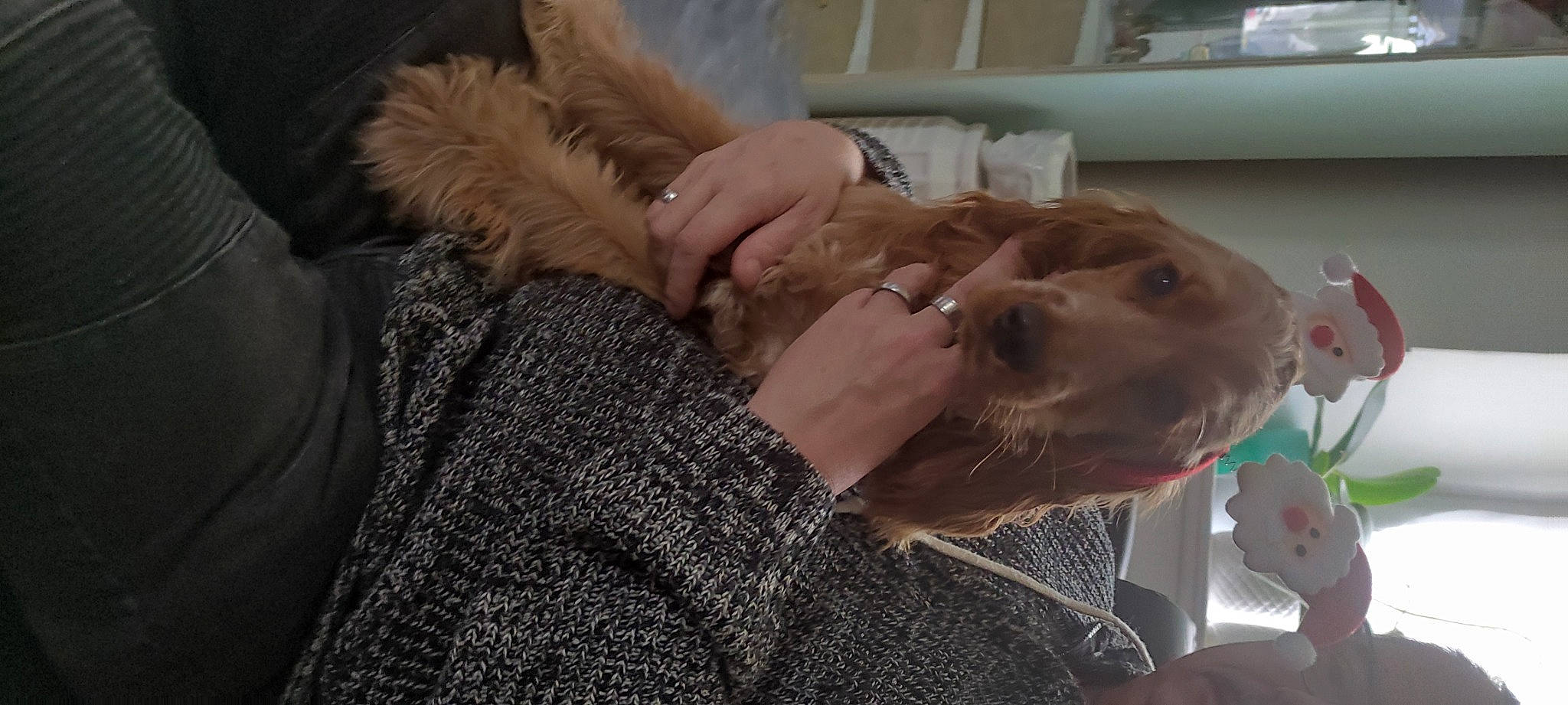 Toupie participe au concours pour gagner de l'argent avec cette photo : canidae, claw, comfort, ear, eyelash, fashion_accessory, fawn, feather, flesh, fur, fur_clothing, gesture, jaw, jewellery, nail, sporting_group, thumb, wood, wrinkle, wrist