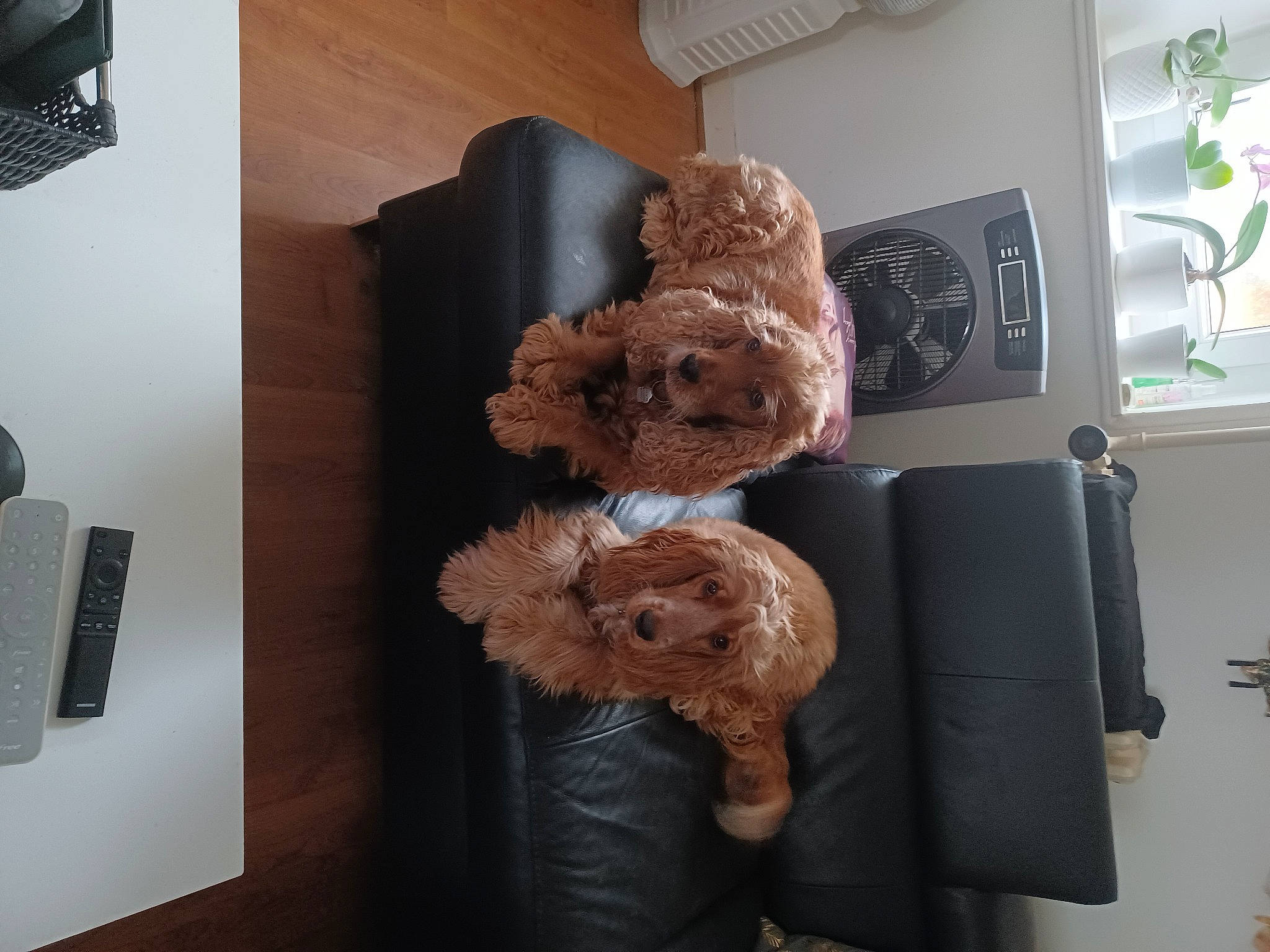 Toupie a rejoint le concours — aidez-le/la à gagner de superbes lots ! art, brown, fur, grey, natural_material, plant, plush, rectangle, room, shelf, shelving, stuffed_toy, teddy_bear, toy, wood