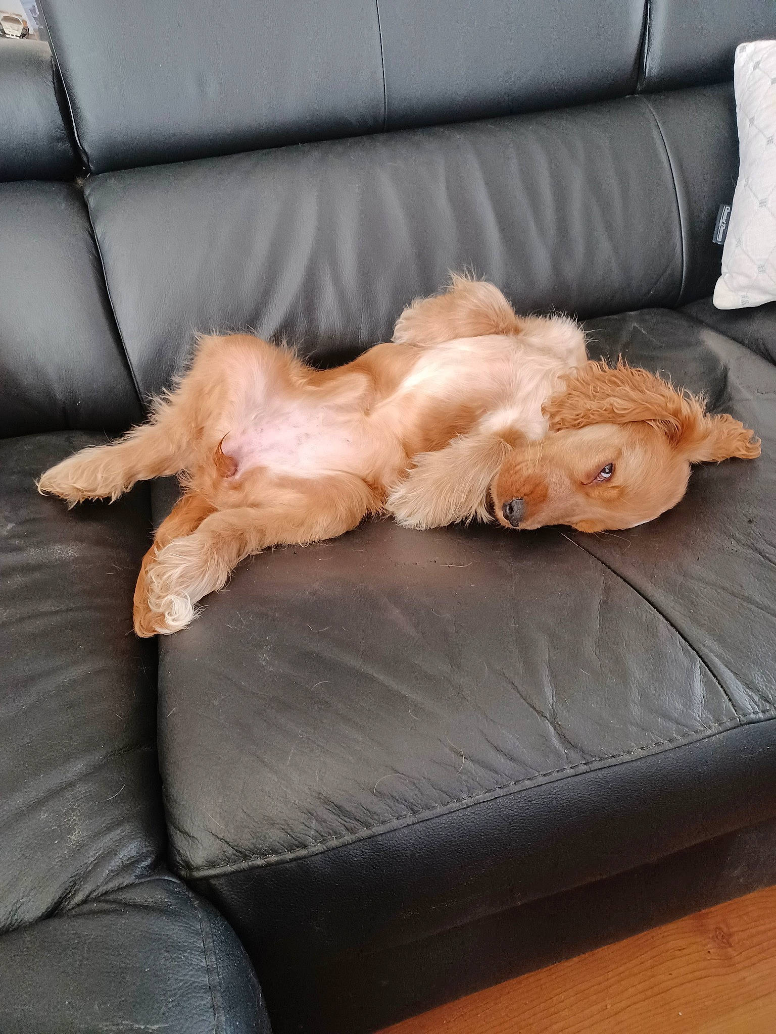 Toupie a rejoint le concours — aidez-le/la à gagner de superbes lots ! carnivore, clock, comfort, companion_dog, couch, dog, dog_breed, dog_supply, fawn, felidae, fur, furniture, hardwood, pet_supply, small_to_medium_sized_cats, studio_couch, tail, textile, whiskers, wood