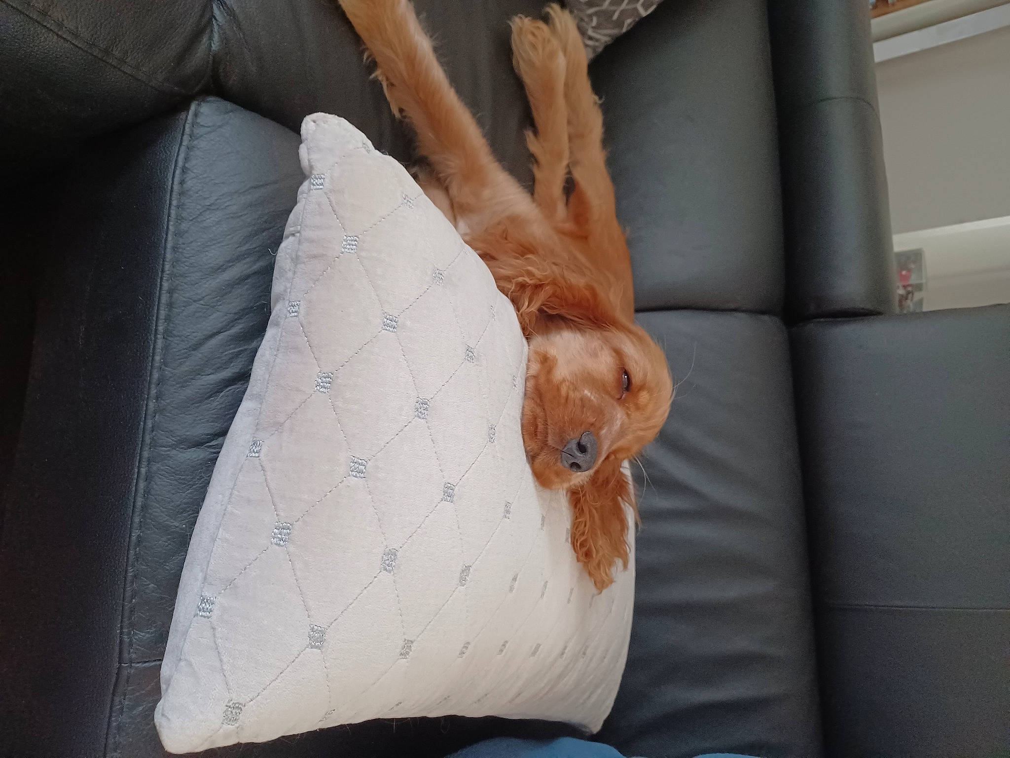 Toupie participe au concours pour gagner de l'argent avec cette photo : abdomen, comfort, couch, elbow, fawn, foot, gesture, human_body, human_leg, knee, leg, linens, nail, shoulder, sleeve, thigh, thumb, waist, wood, wrist