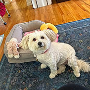 Cuddles joined the competition — help win amazing prizes! dog, small_dog, white_dog, fluffy, pet, animal, sitting, portrait, indoors, living_room, dog_bed, plush_toy, toy, rug, wooden_floor, furniture, home, collar, long_hair, cute