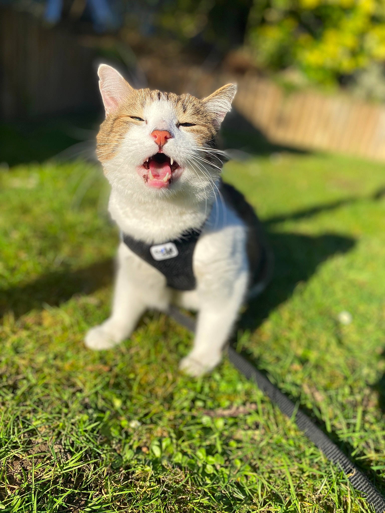 Mozart a rejoint le concours — aidez-le/la à gagner de superbes lots ! canidae, carnivore, cat, domestic_short_haired_cat, eye, fawn, felidae, fur, grass, groundcover, lawn, paw, plant, small_to_medium_sized_cats, snout, tail, terrestrial_animal, tree, whiskers, wood