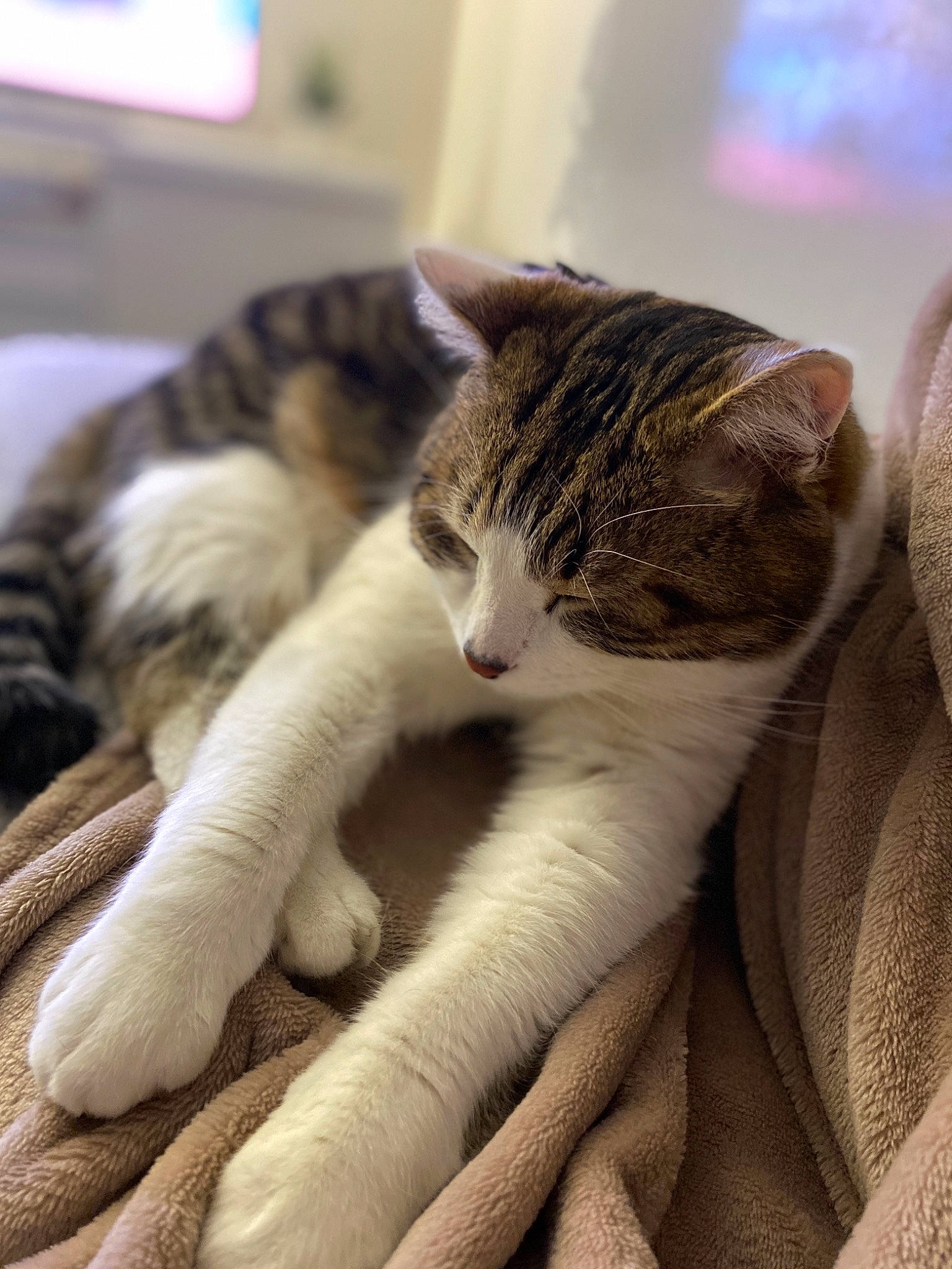 Mozart participe au concours pour gagner de l'argent avec cette photo : carnivore, cat, claw, comfort, domestic_short_haired_cat, fawn, felidae, fur, human_leg, nap, paw, plant, sleep, small_to_medium_sized_cats, snout, tail, terrestrial_animal, whiskers