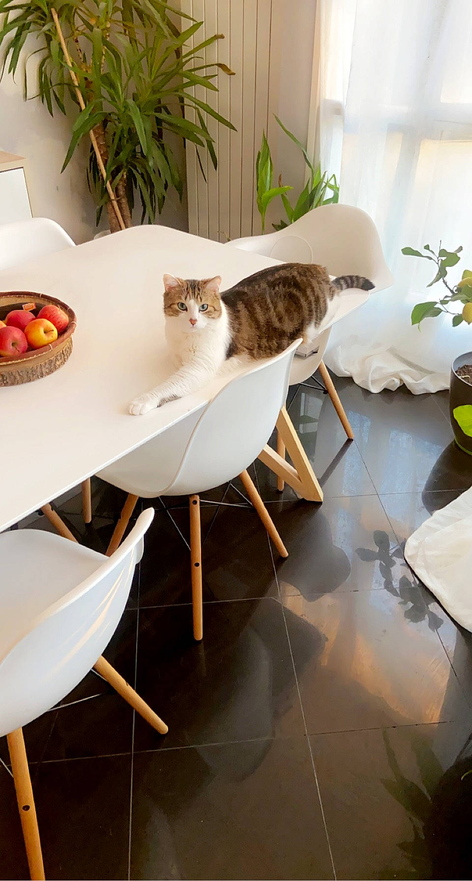 Mozart a rejoint le concours — aidez-le/la à gagner de superbes lots ! armrest, carnivore, cat, chair, comfort, event, felidae, floor, flooring, flowerpot, furniture, hardwood, houseplant, interior_design, plant, room, small_to_medium_sized_cats, table, white, wood