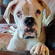 Malachi is registered to the contest to win money with this photo: animal, blanket, canine, close_up, companion, couch, curious, dog, ears, face, heterochromia, indoor, leather, nose, paw, pet, portrait, seated, whiskers, white_dog