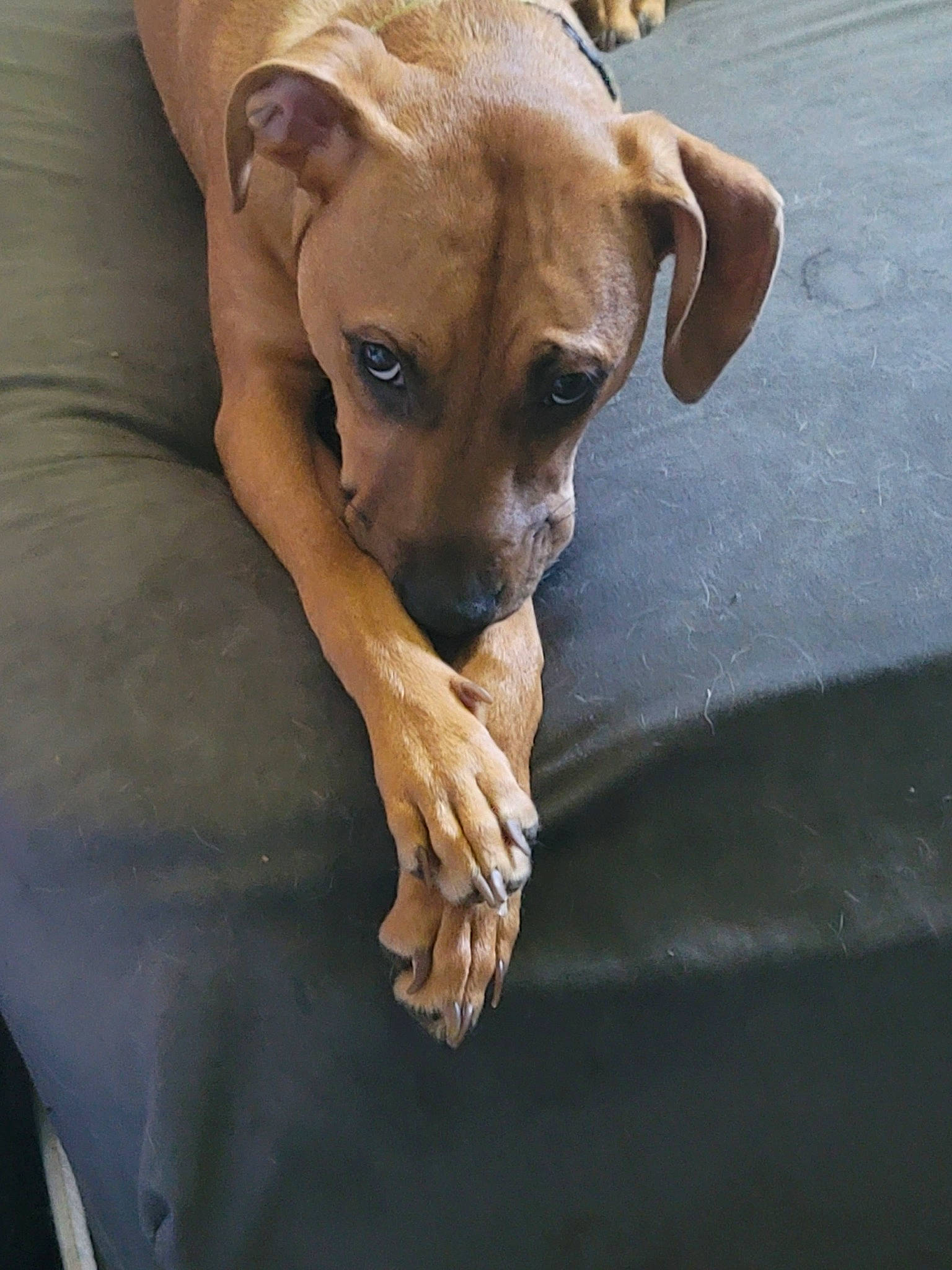 Coconut is registered to the contest to win money with this photo: ancient_dog_breeds, canidae, carnivore, companion_dog, dog, dog_breed, ear, fawn, non_sporting_group, paw, snout, sporting_group, terrestrial_animal, toy_dog, whiskers, working_animal